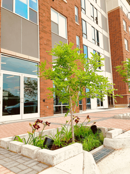 A tree grows in a stormwater planter box next to a building.