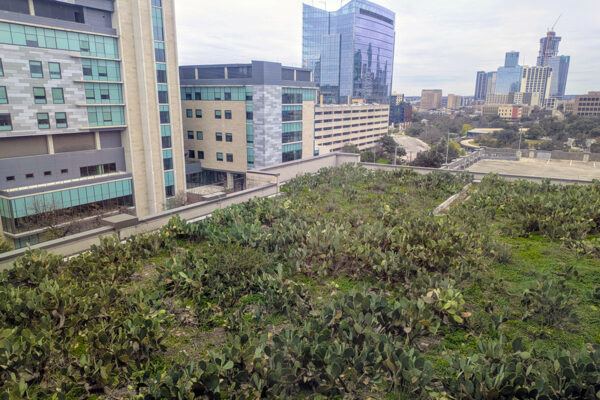 A field of green plants sits atop a skyscraper in a city's downtown.