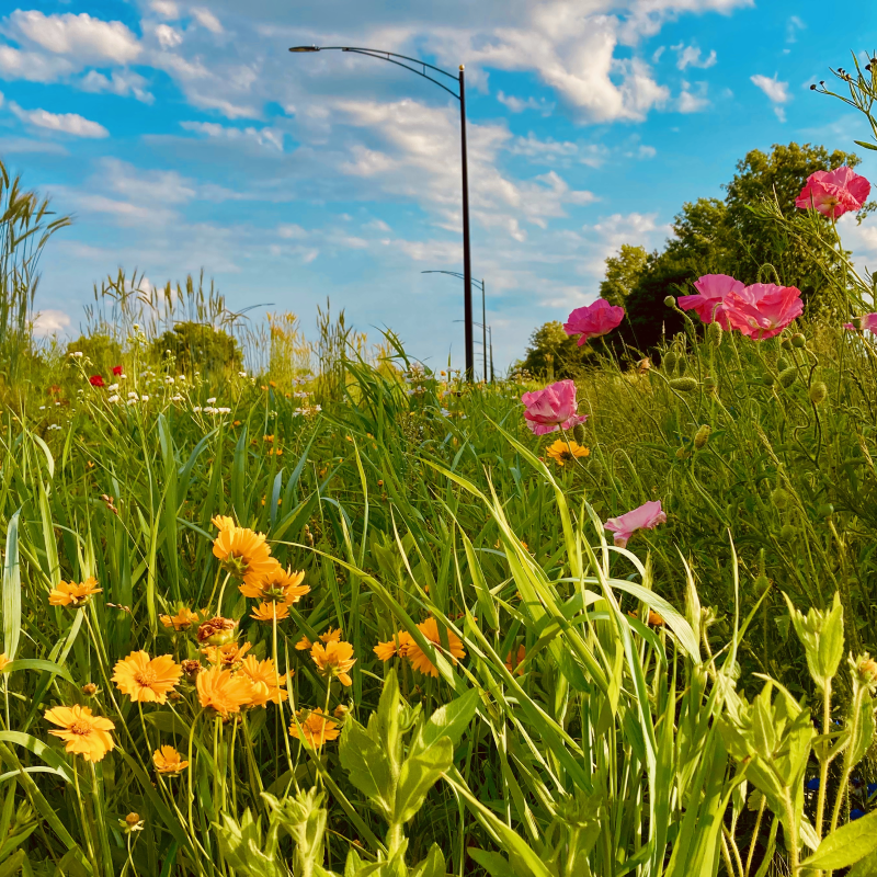 Sustainable Plants